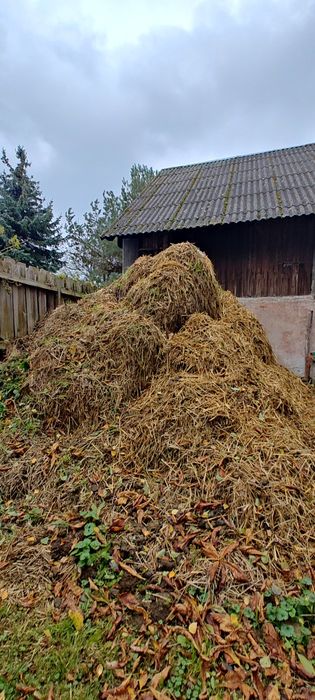Obornik koński oddam za darmo ,duża ilość