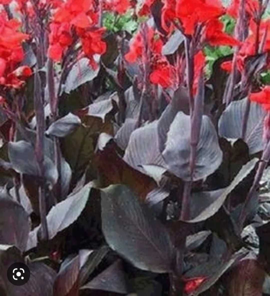 Kanna czerwona bordo liście