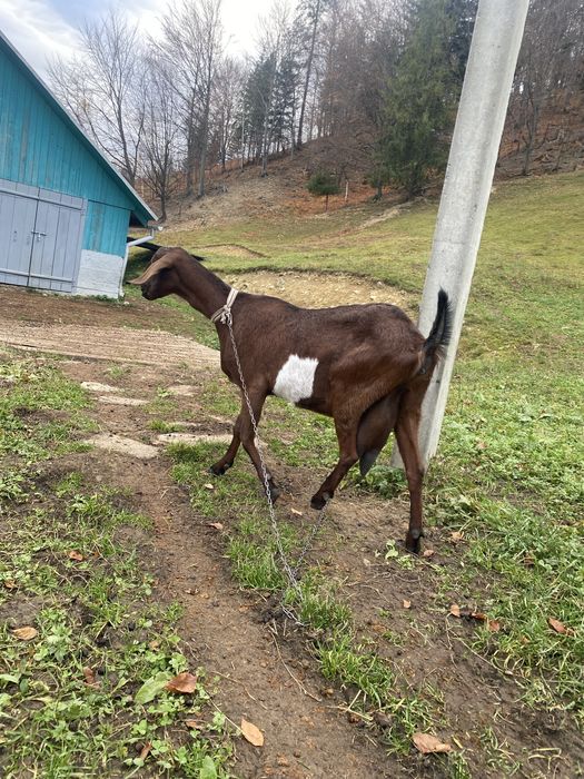 Англо-нубійська коза