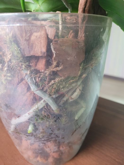 Давно домашня орхідея Анаконда, з квітконосом.