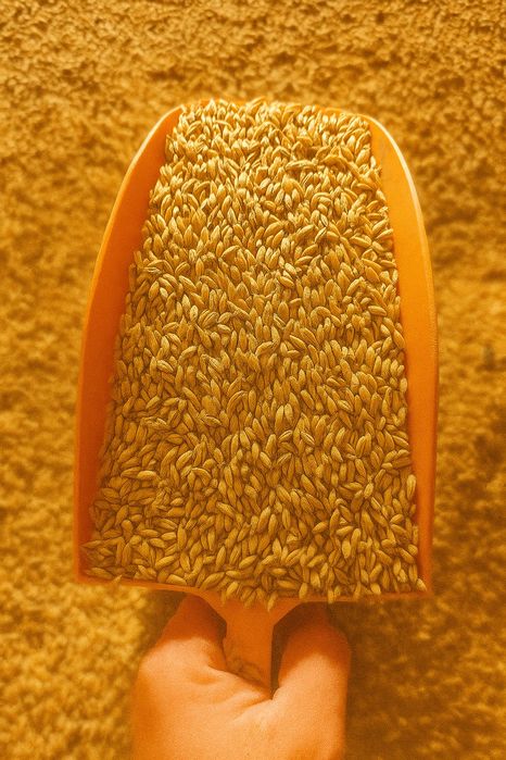 Pszenżyto ozime Borowik