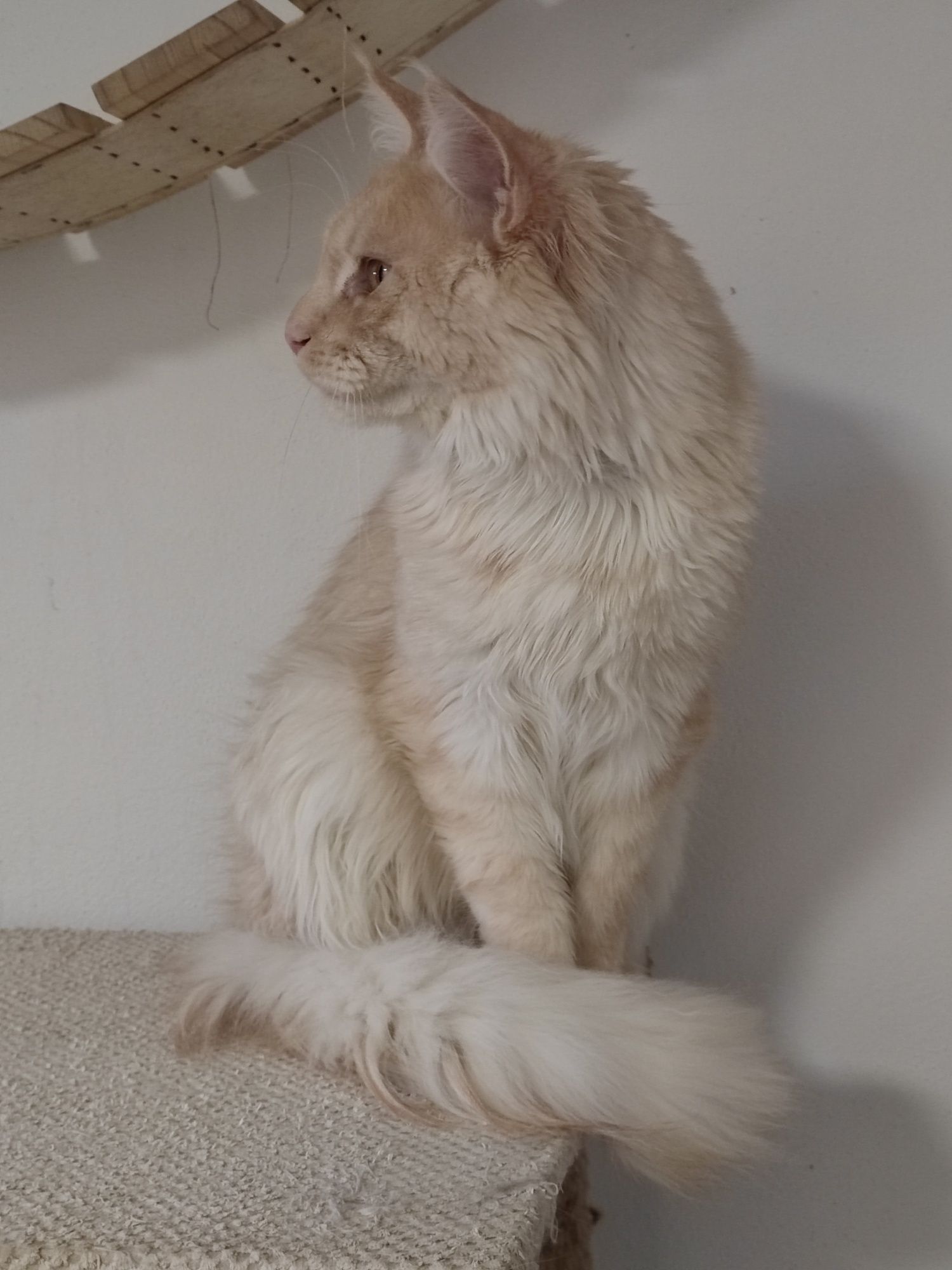 Reproduktor Maine Coon