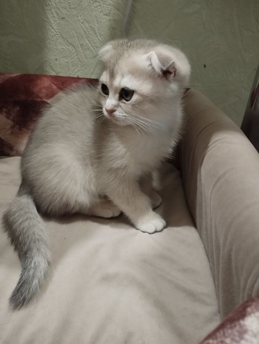 Золотая шиншилла