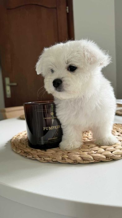 Miniaturka Maltańczyk Piesek z Rodowodem Chipem