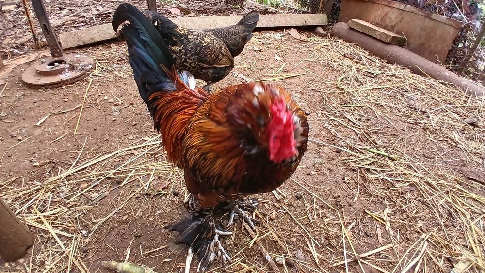 Galinha da Índia (charito) cruzado Mil Flores