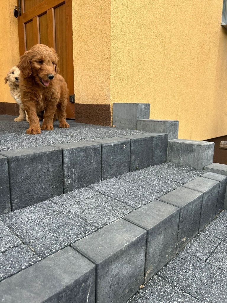 Szczeniak goldendoodle