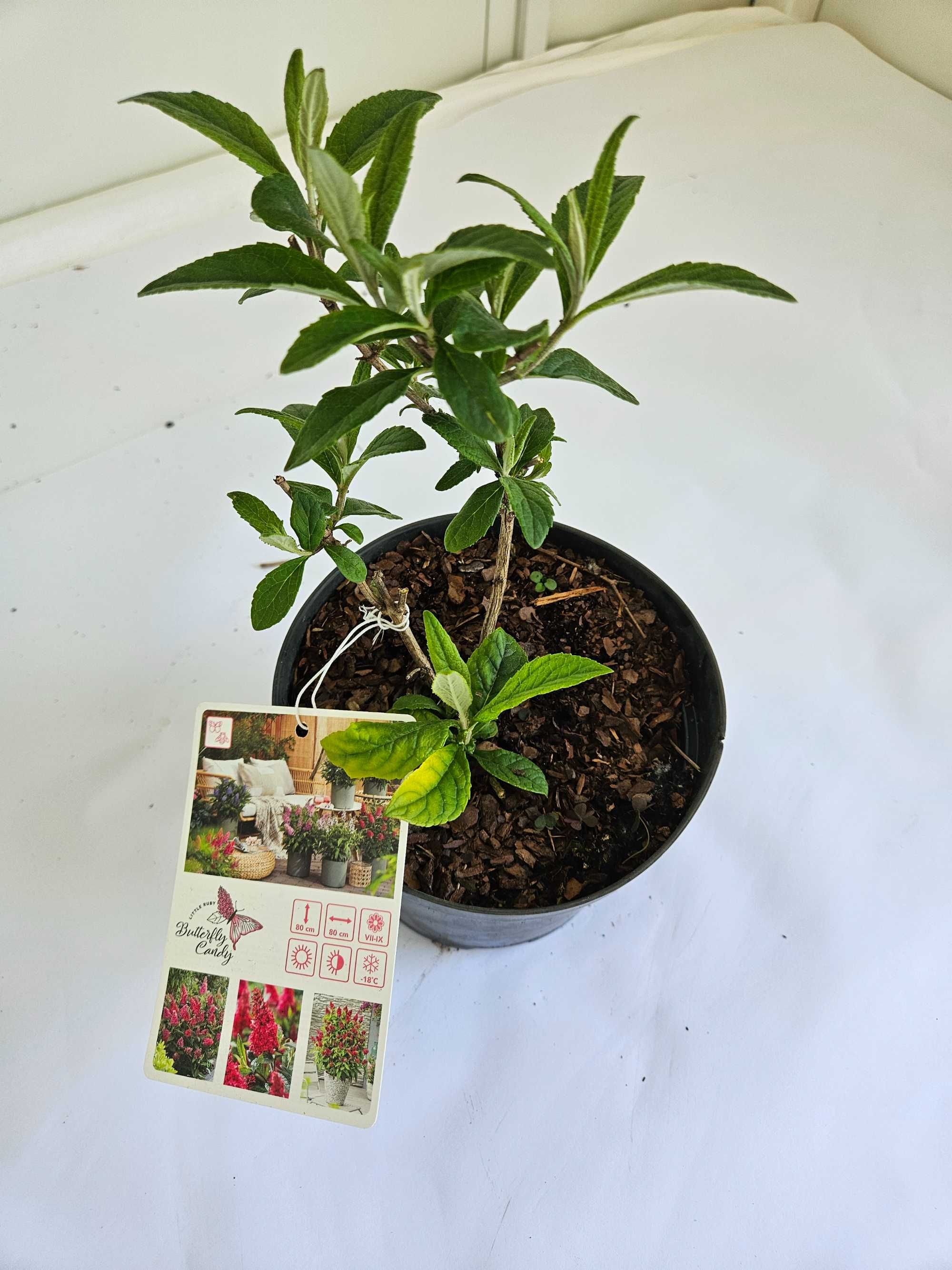 Budleja Dawida 'Little Ruby' (Buddleja davidii 'Little Ruby')