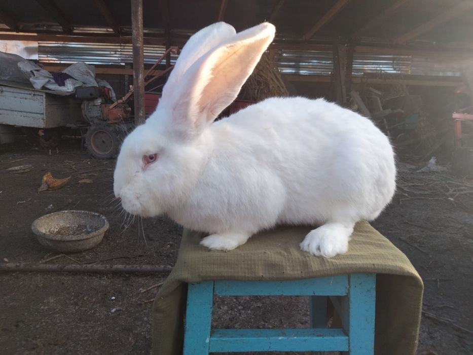 Бельгійський велетень