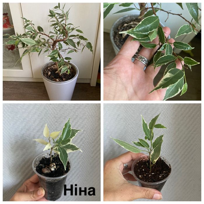 Имп Уайт Наташа  Али  Голд Крит Батерфляй Канари Муншайн Капертон