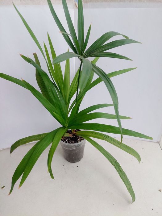 Цветы  комнатные