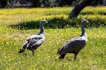 Gansos cereopsis (Cape barren) , Casal