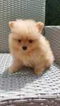 Pomeranian boo aktualne