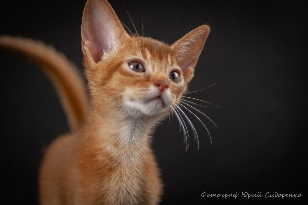 Абиссинские котята окраса сорель