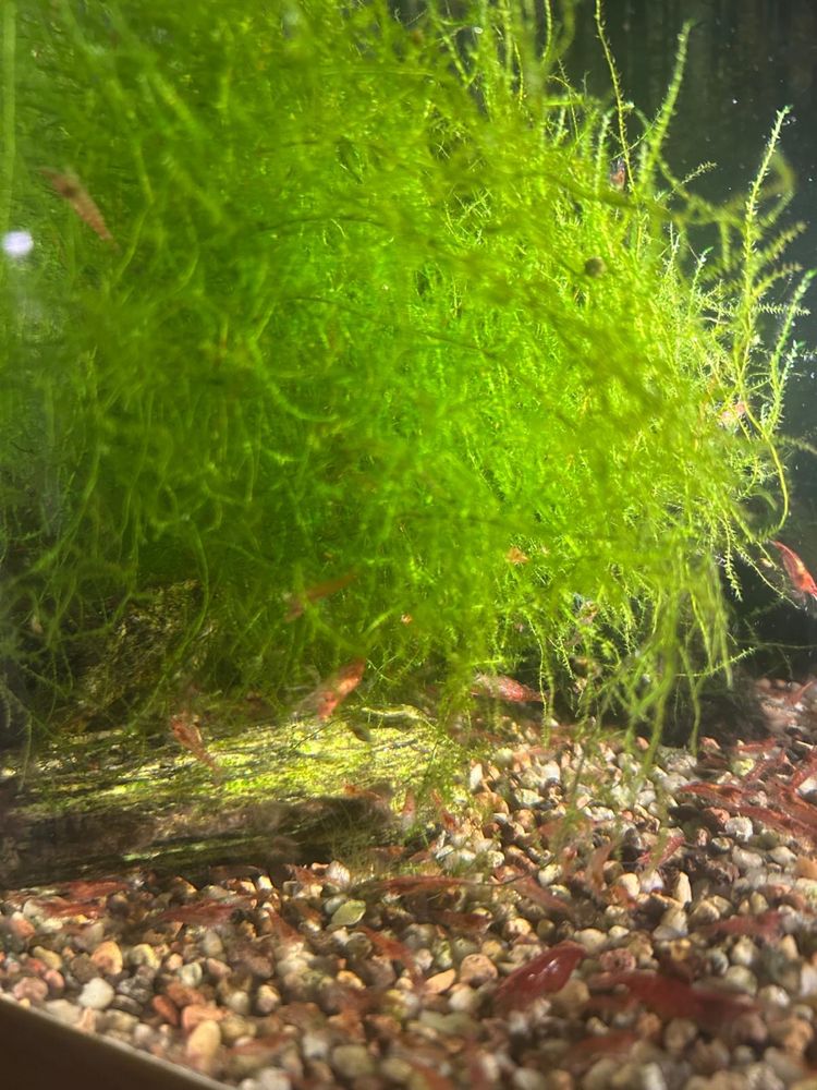 Krewetki Red Cherry