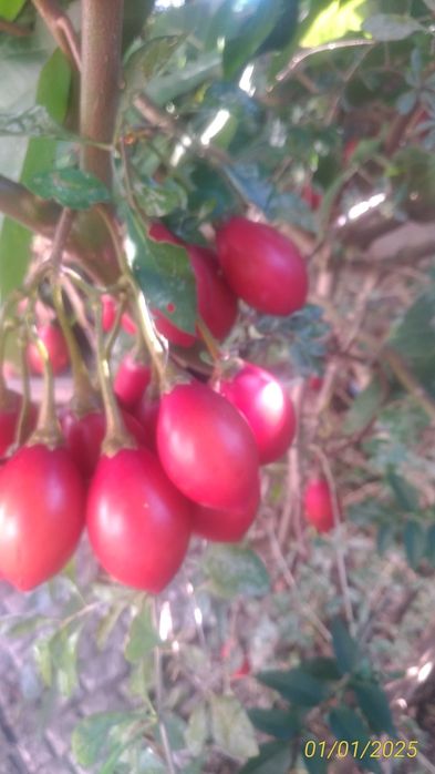 Tamarilhos  frutos  caseiros
