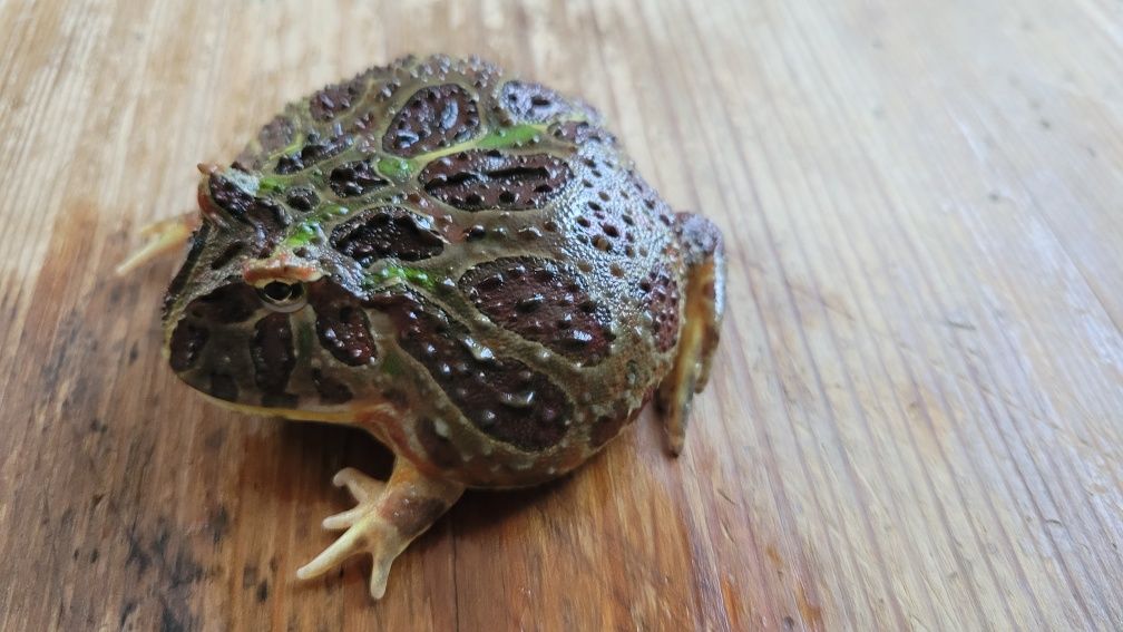 Żaba rogata OZDOBNA - Ceratophrys ORNATA