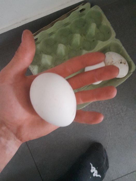 Jajka kacze biegusy i gesie konsumpcja