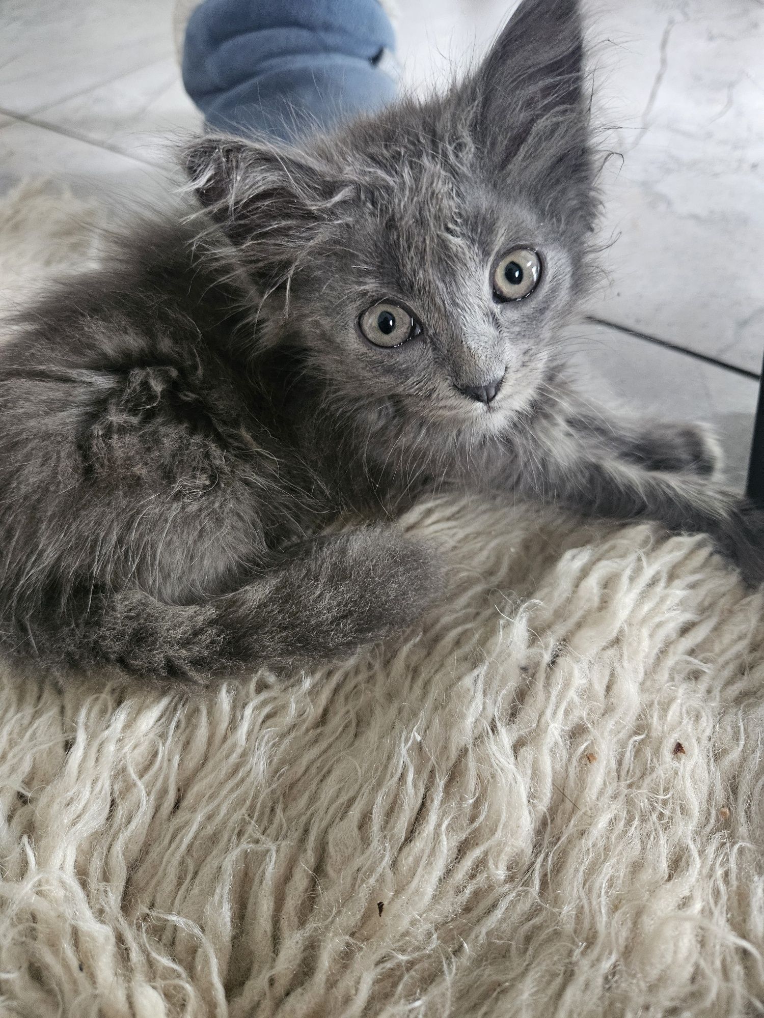 Кошенята в добрі руки