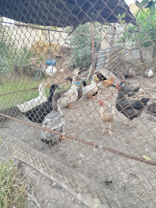 Домашні качки...