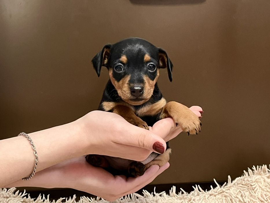 Цуценята цвергпінчера!