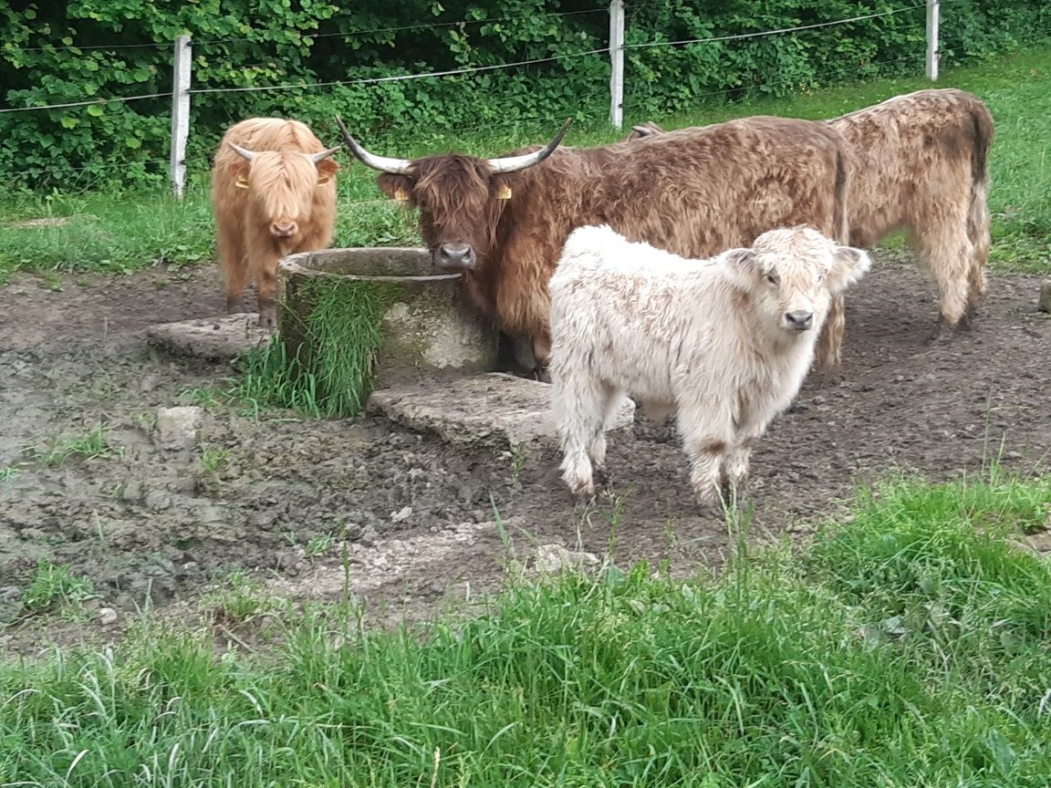 Krowy szkockie highland