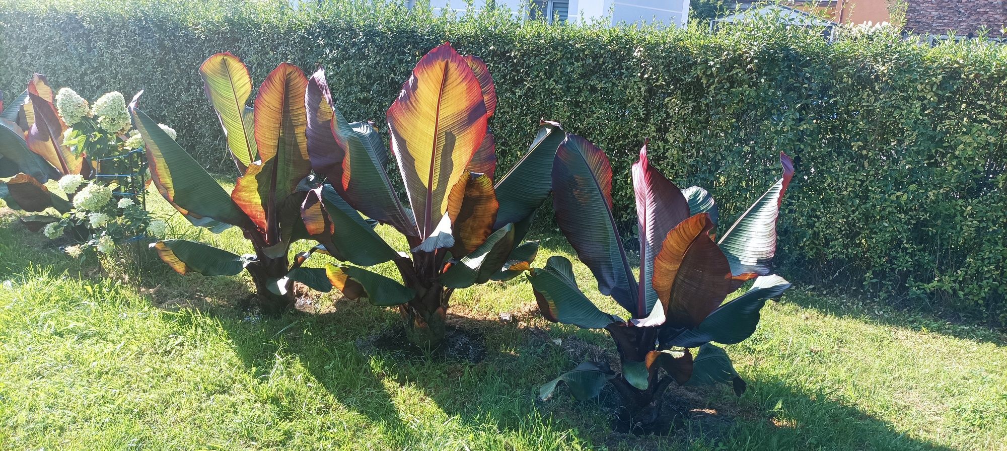 Banan Bananowiec esente maurelii zielony i brazowy