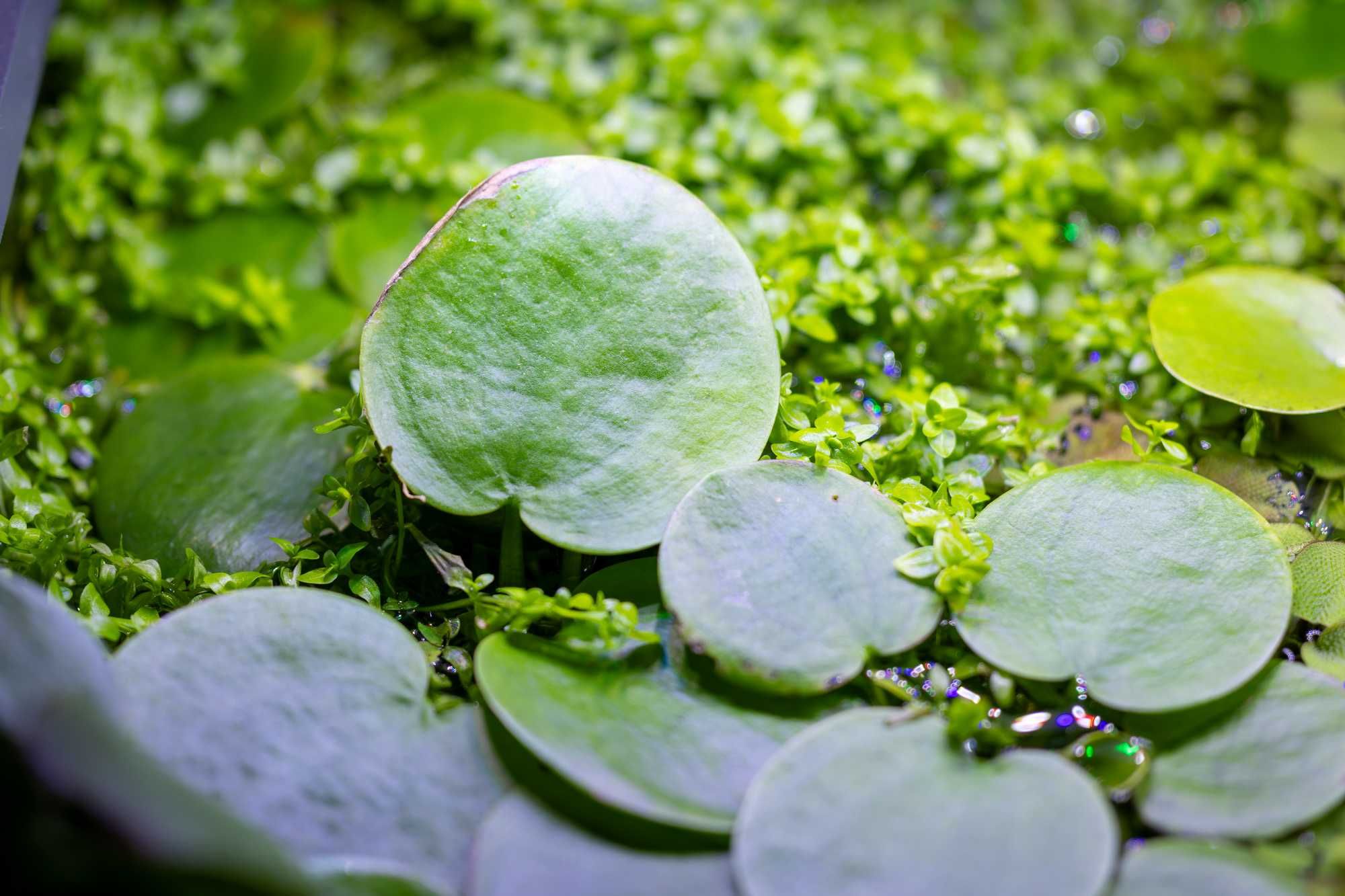 Pack Plantas Aquáticas e Caracóis Aquário