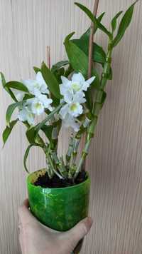 Драцена молода орхідея дендробіум каланхое блосфельда вазон