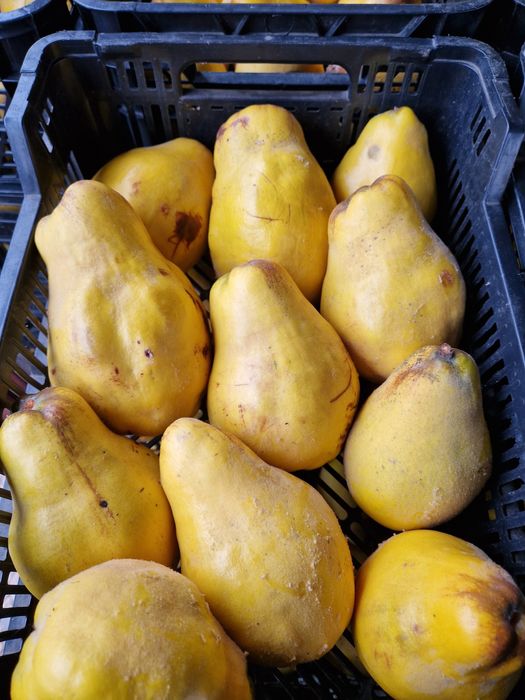 Sprzedam pigwę gruszkową