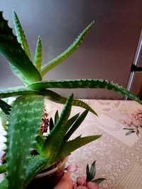Aloes zwyczajny ok 33 cm wysokości