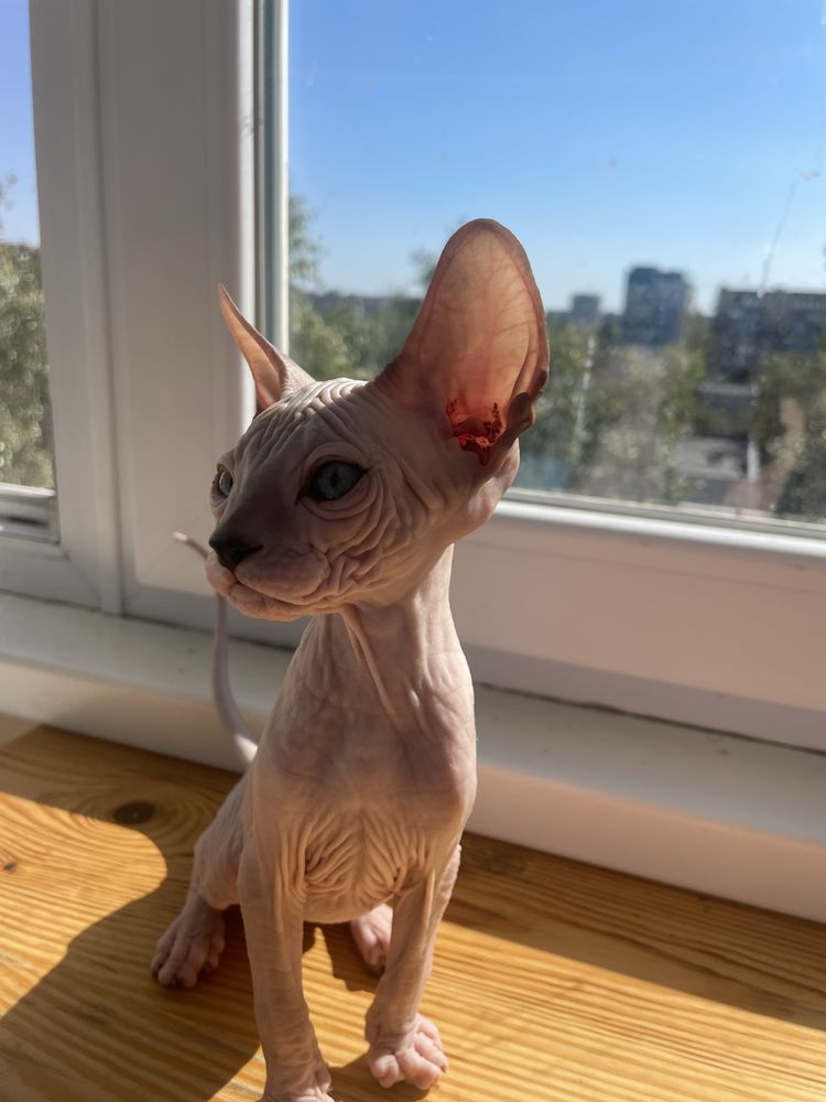 Продам котенка  сфинкса девочка
