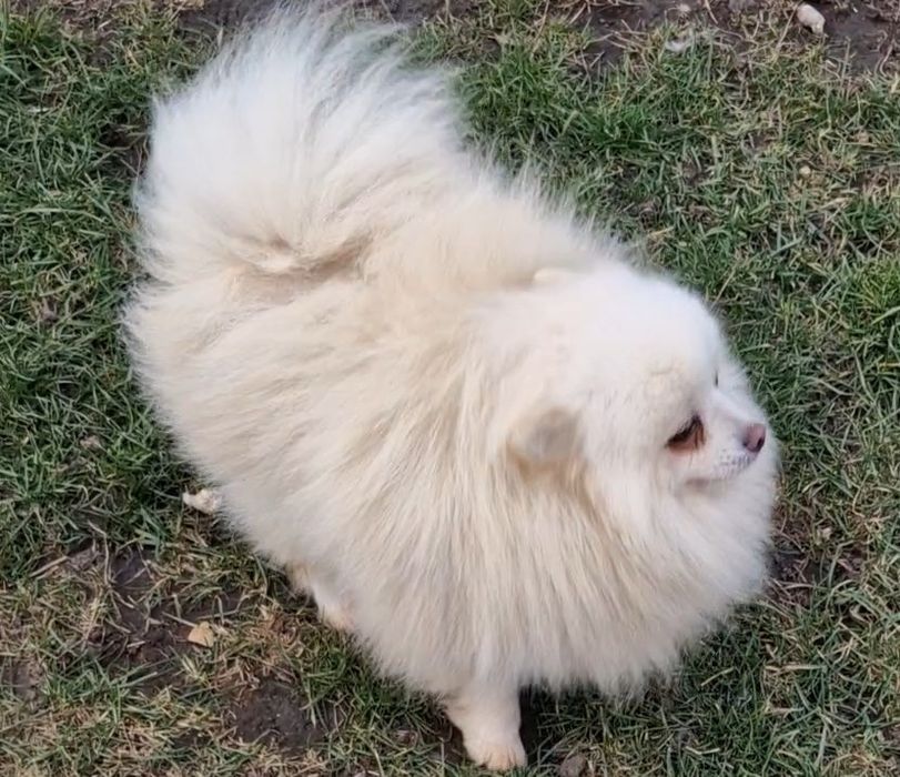 Доросла дівчинка  шпіца