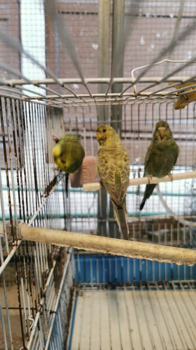 Periquitos  bleck feice