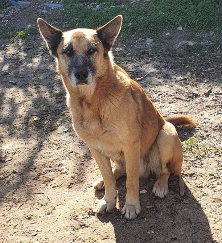 Anjo- Cachorro de porte médio para adoção