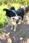 Hakuna mix border collie 2-3 lata,adopcja.