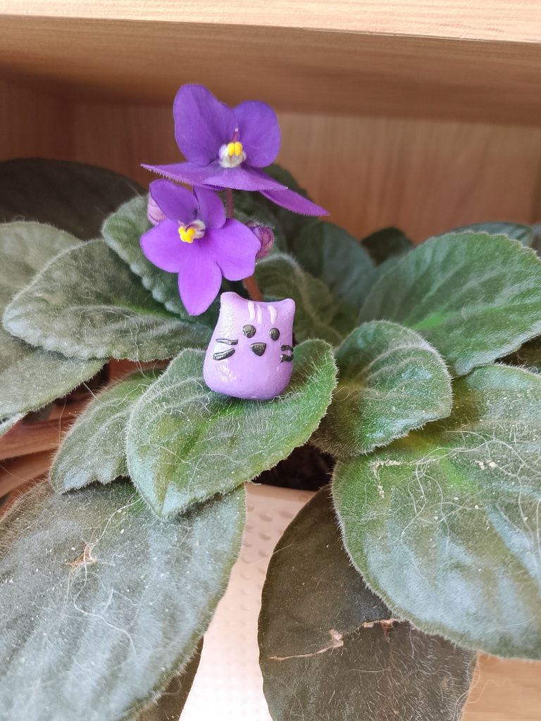 Fioletowy kotek z modeliny