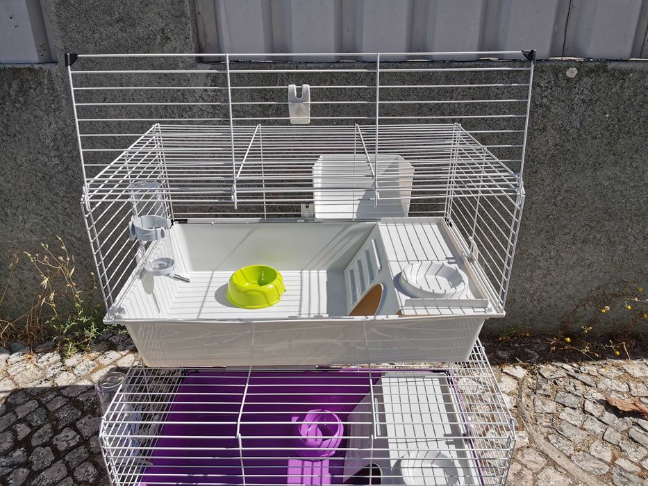 KIT completo coelhos anões orelhudos(mini Lop)