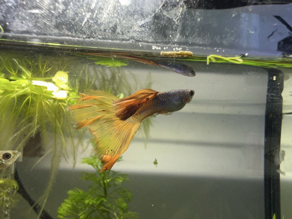 UNIKAT Gupiki rasowe Orange-blue tiger king