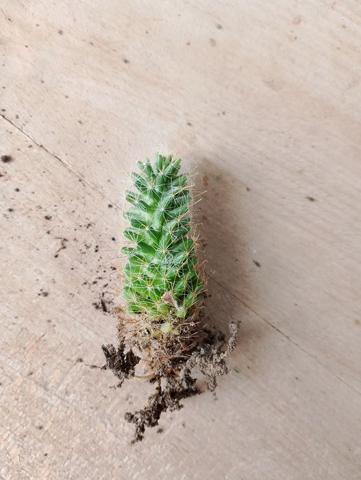 кактусы и суккулентные растения,Gasteria mizuki