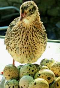Продам яйца перепелов