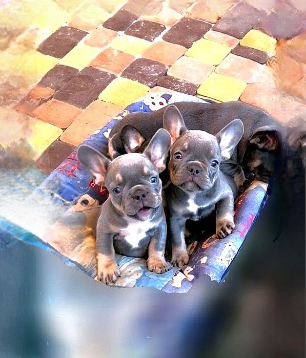 Голубоглазые щенки французские бульдоги!