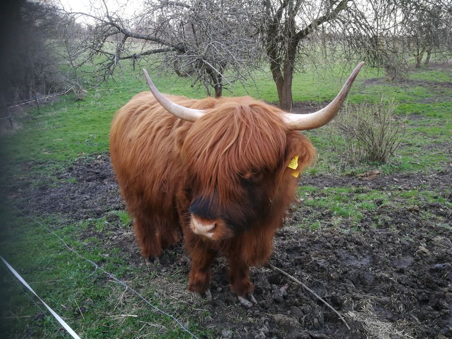 Jałówka highland cattle 3 letnia waga ponad 500 kg