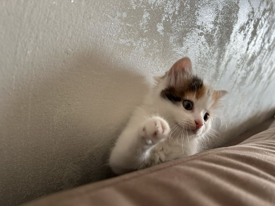 Віддам кошеня в добрі руки