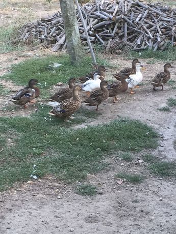 Patos mudos e patos reais