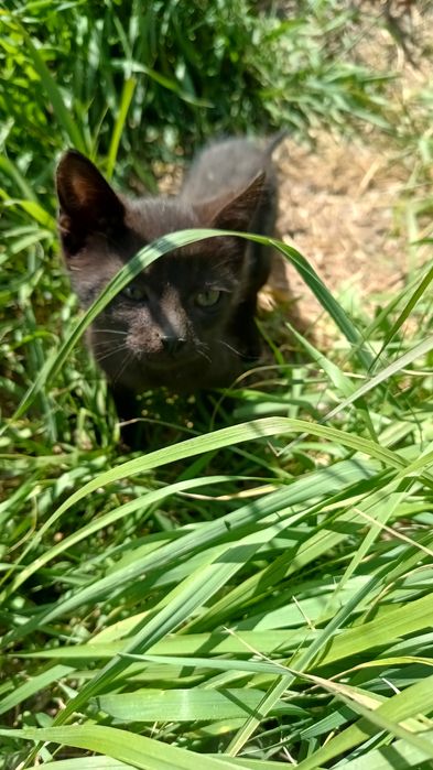 Чудесные котята черные