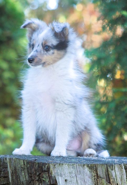 Śliczny piesek blue merle