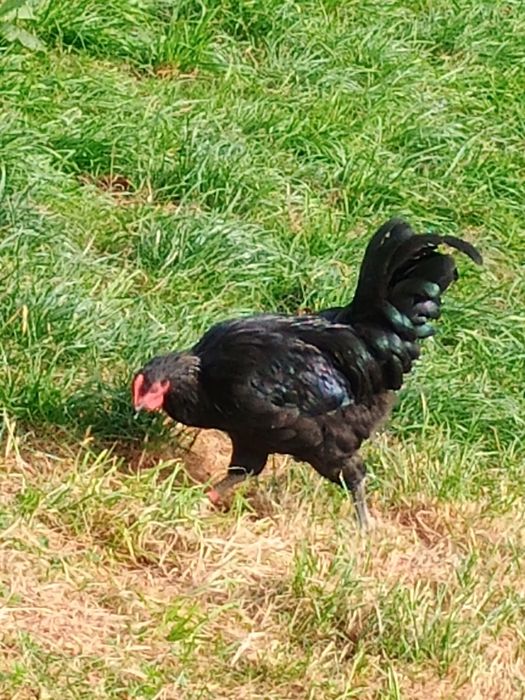 Sprzedam koguta rasy australorp