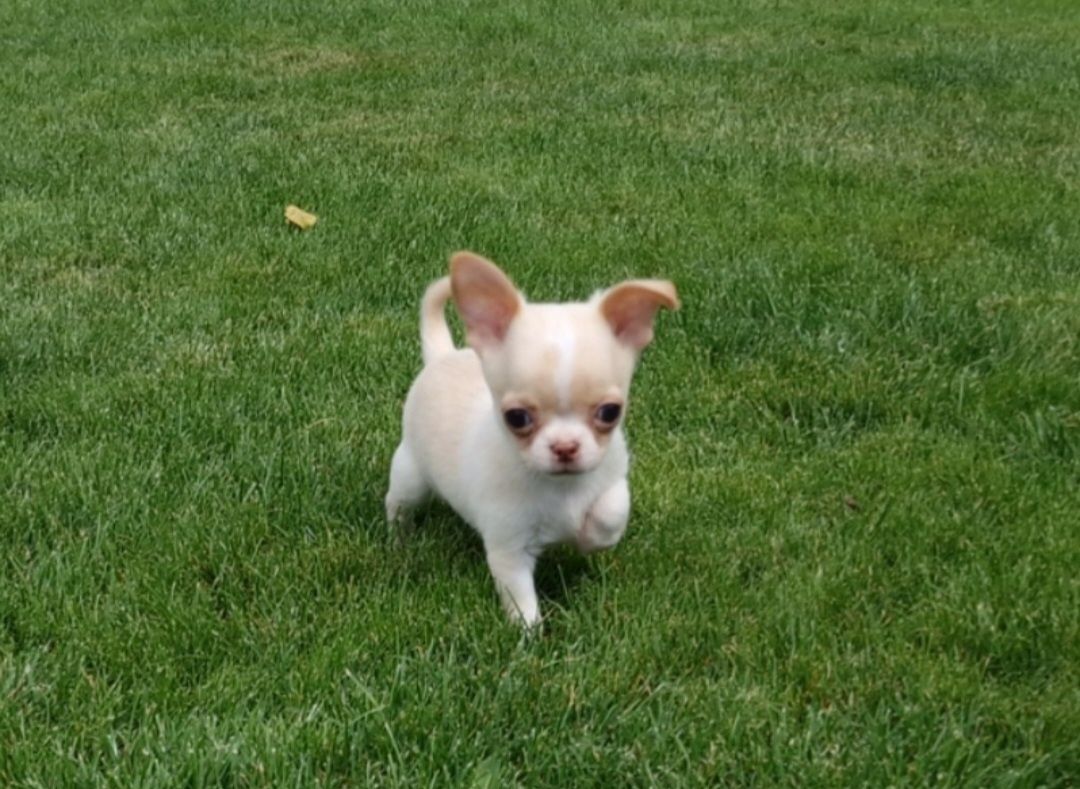 Chihuahua krótkowłosy FCI ZKwP Piesek