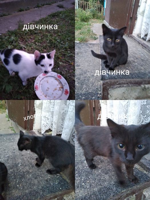 Кішка. Кіт. Кошенята. Котики