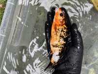 Karp koi do oczka wodnego